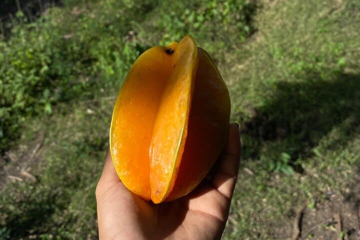 Horseback Riding in St. Croix: Rainforest & Pasture Tour (90 Minutes) photo 6