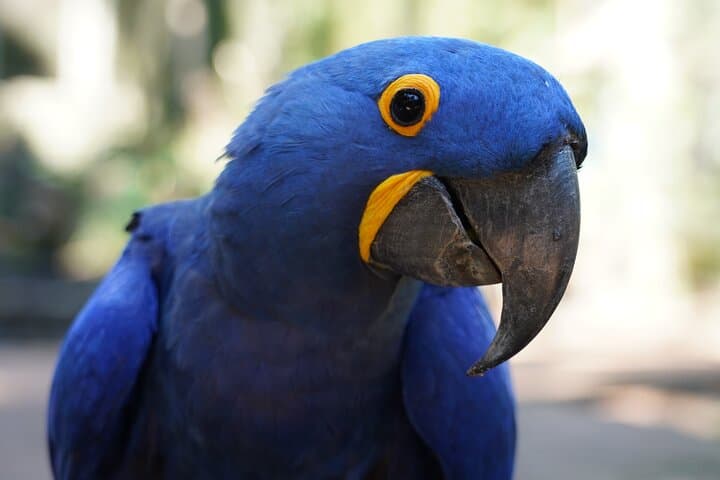 Iguaçu Falls, Parque das Aves and Itaipu: Day Tour from Foz do Iguaçu photo 4
