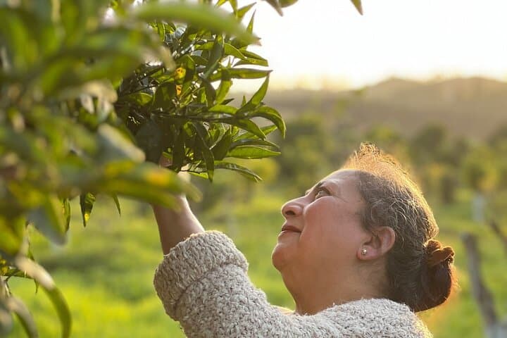 Organic Orange Picking & Jam Making in Silves — Farm-to-Table Algarve Experience photo 4