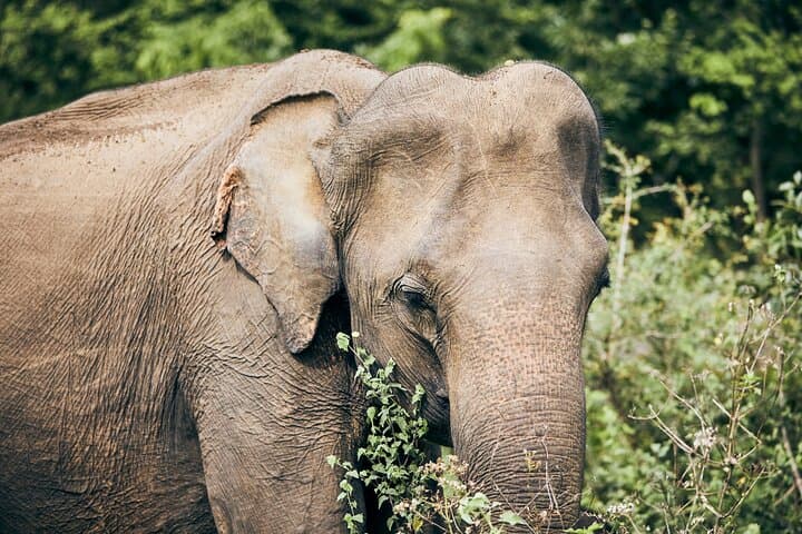 Private Yala National Park Safari: Dawn-to-Dusk Leopard & Elephant Game Drive photo 4