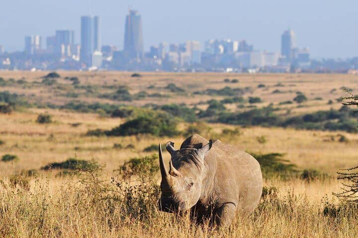 Inside Nairobi National Park: A Unique Safari with City Skyline Views photo 2