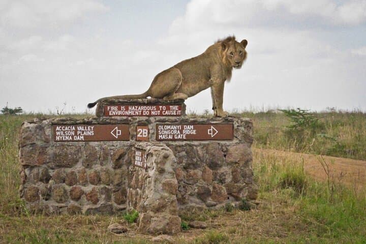 Inside Nairobi National Park: A Unique Safari with City Skyline Views photo 5