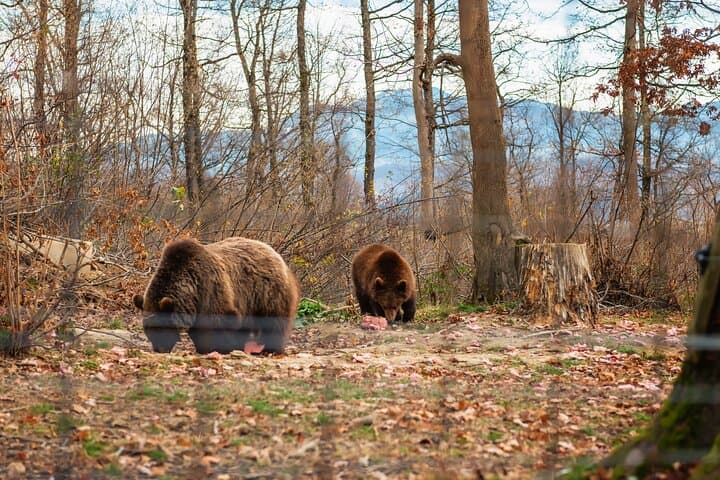 Bran Castle & Libearty Bear Sanctuary Day Tour from Bucharest photo 2