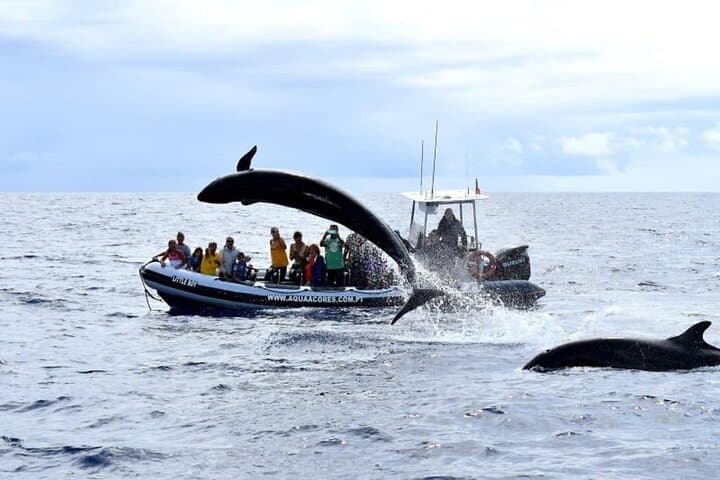 Half-Day Whale and Dolphin Watching off Pico Island, Azores photo 4