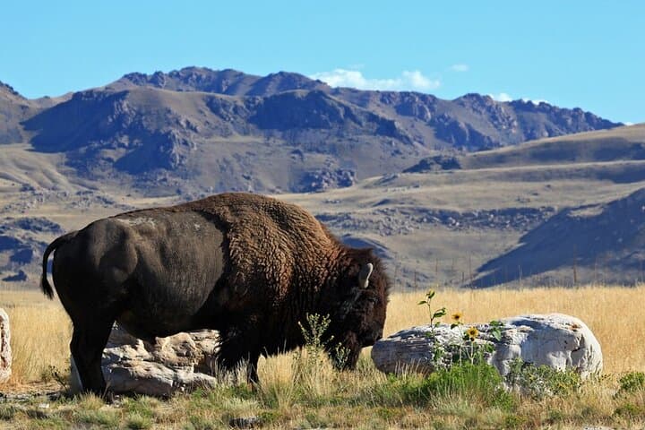 Exploring Great Salt Lake and Antelope Island: A Unique Day Tour Experience