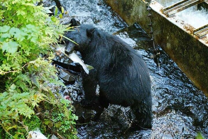 Traitors Cove Bear Viewing: Floatplane Bear & Salmon Viewing Near Ketchikan
