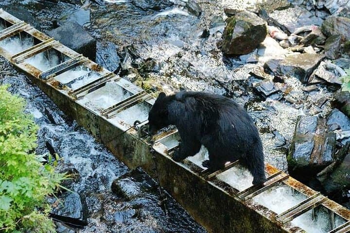 Traitors Cove Bear Viewing: Floatplane Bear & Salmon Viewing Near Ketchikan photo 3