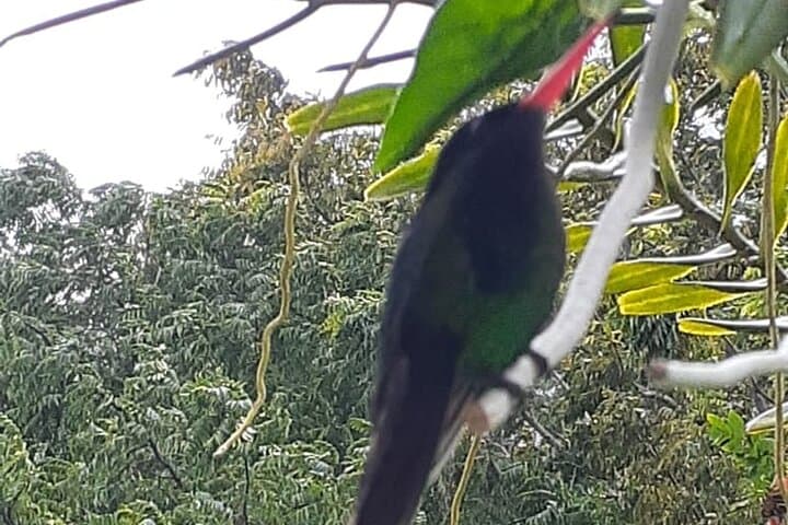 Bamboo Rafting & Rocklands Bird Sanctuary Private Tour — Montego Bay Day Trip photo 4