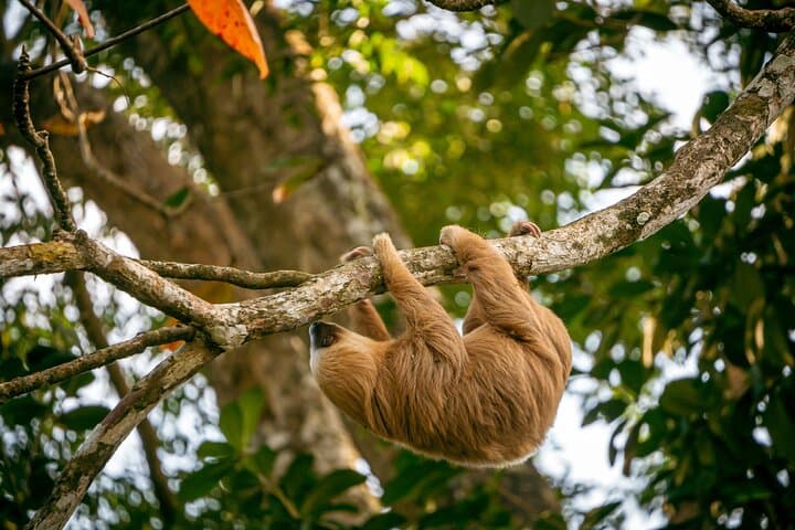 Punta Uva Sloth & Kayak Tour — Ethical Wildlife Encounters in Costa Rica