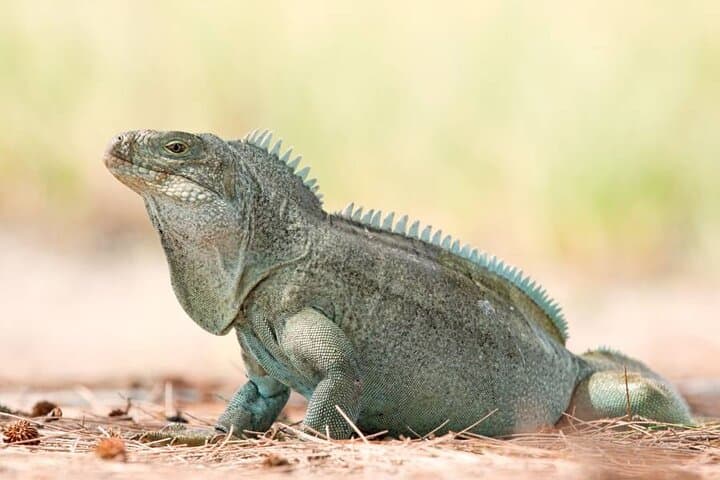 Iguana Island & Mangrove Cay Tour — Little Water Cay Rock Iguanas and Coastal Wildlife in Providenciales photo 2