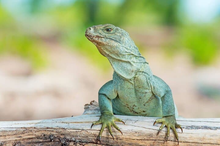 Iguana Island & Mangrove Cay Tour — Little Water Cay Rock Iguanas and Coastal Wildlife in Providenciales photo 3
