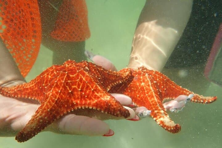 Get Anchored: Grand Cayman Stingray Sandbar, Reef & Bioluminescence Boat Tour photo 3