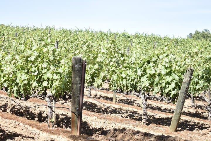 Private Lodi Wine Tasting Tours: Custom 1–14 Passenger Wine Country Day Trips photo 4