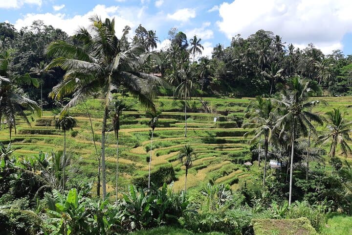 Best Ubud Full-Day Private Tour — Tegalalang Rice Terrace, Monkey Forest & Tegenungan Waterfall photo 2