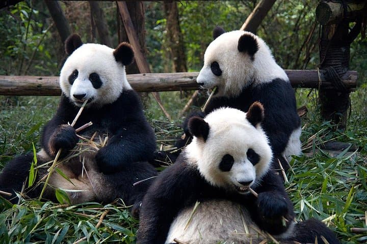 6-Day Private Tour: Giant Pandas, Jiuzhaigou & Leshan Giant Buddha from Chengdu photo 2