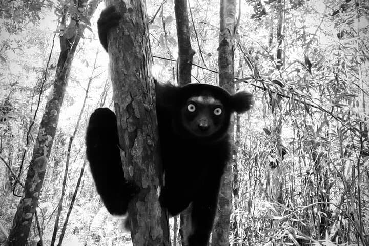 Eastern Madagascar Nature Tour: Andasibe & Ankanin'ny Nofy Wildlife Adventure
