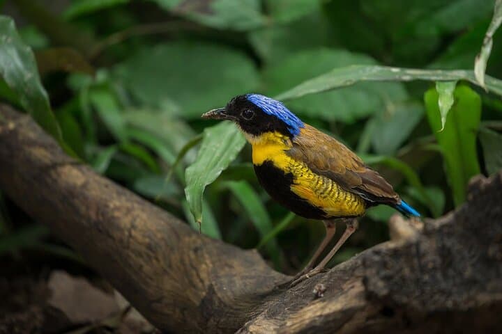Emerald Pool & Hot Spring Tour — Krabi’s Jungle Waterways photo 6