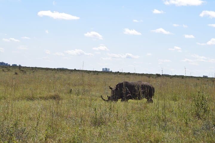 Explore Nairobi National Park: A Half-Day Safari Escape Near Nairobi CBD photo 2