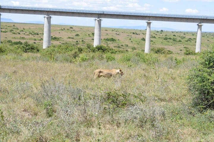 Explore Nairobi National Park: A Half-Day Safari Escape Near Nairobi CBD photo 5