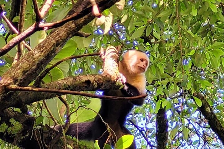 Guanacaste Wild Nature Combo: Hanging Bridges, Corobicí River Float & Llanos de Cortés photo 4