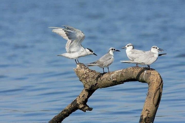 Birdwatchers Quest: Muthurajawela Wetlands Birding Tour from Colombo photo 2