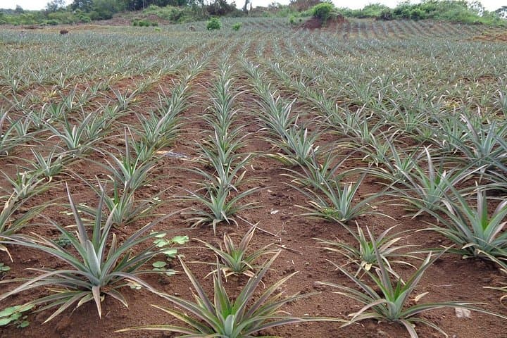 3-Day Masaka Eco Tour: Pineapple Farms, Coffee Estate & Lake Nabugabo