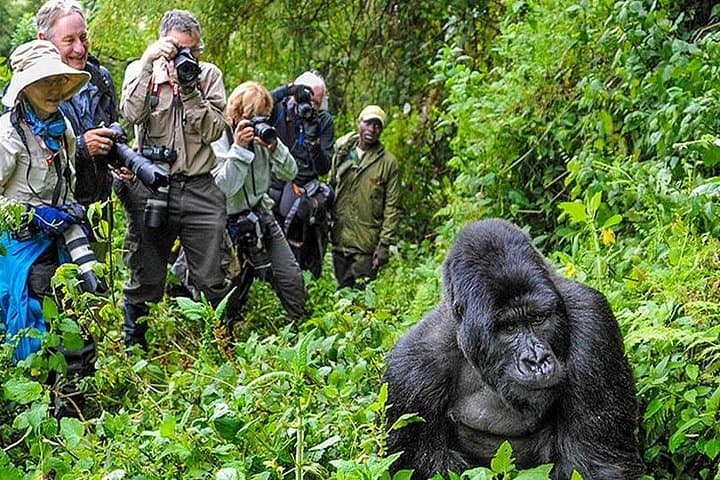 15-Day Uganda Primate and Wildlife Safari: Gorilla, Chimpanzee & Big Five Adventure photo 1
