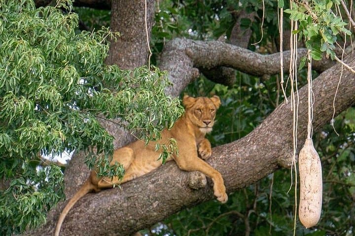 15-Day Uganda Primate and Wildlife Safari: Gorilla, Chimpanzee & Big Five Adventure photo 2