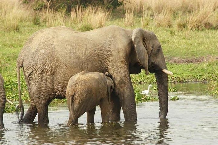 12-Day Uganda Gorillas, Chimps & Wildlife Safari — Bwindi, Murchison & Queen Elizabeth photo 5
