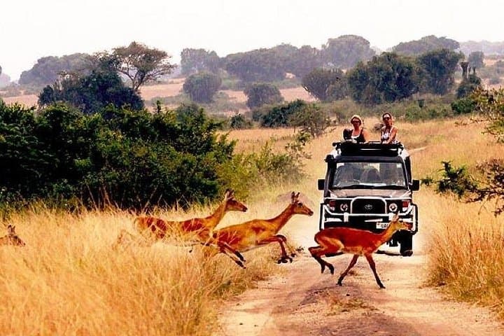 15-Day Uganda Primate and Wildlife Safari: Gorilla, Chimpanzee & Big Five Adventure photo 4