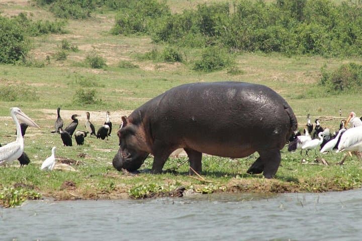 12-Day Uganda Gorillas, Chimps & Wildlife Safari — Bwindi, Murchison & Queen Elizabeth photo 2