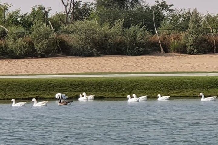 Private Transfers to Love Lake Dubai — Al Qudra Desert Drive & Lakeside Stroll photo 5