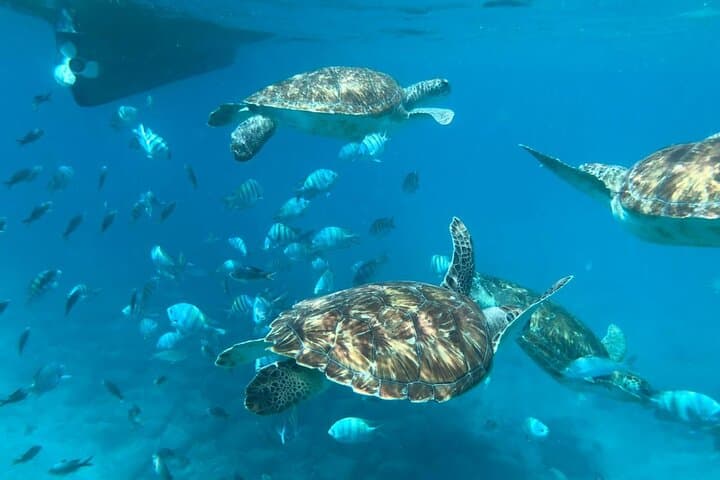 Snorkel with Sea Turtles off São Vicente: Private Mindelo Boat Experience