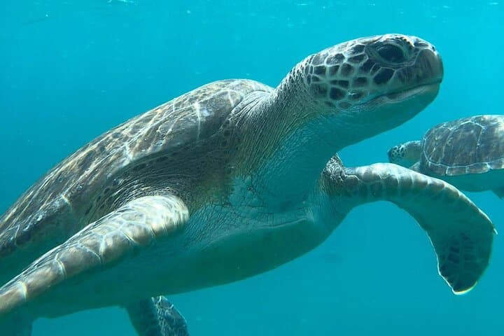 Snorkel with Sea Turtles off São Vicente: Private Mindelo Boat Experience photo 2