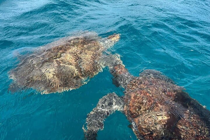 Snorkel with Sea Turtles off São Vicente: Private Mindelo Boat Experience photo 3