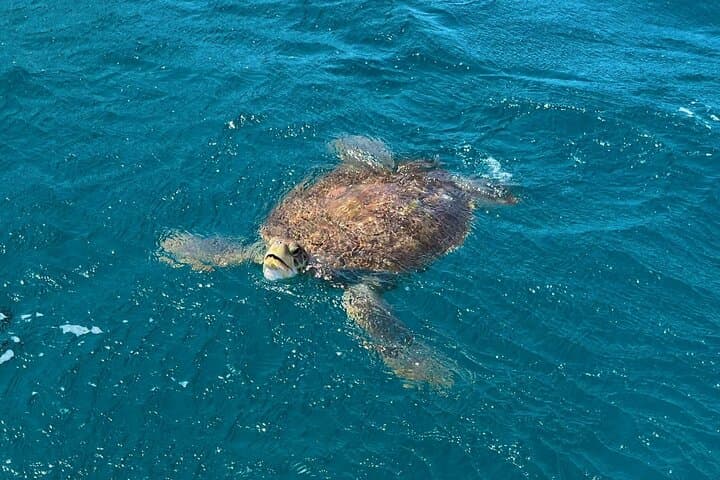 Snorkel with Sea Turtles off São Vicente: Private Mindelo Boat Experience photo 4