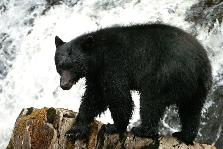Alaskan Bear Encounter by Land & Sea — Neets Bay Guided Bear Viewing from Ketchikan photo 1