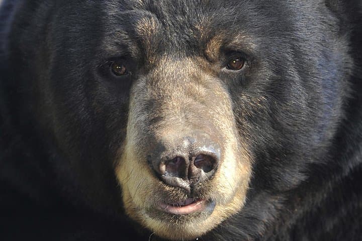 Alaskan Bear Encounter by Land & Sea — Neets Bay Guided Bear Viewing from Ketchikan photo 2