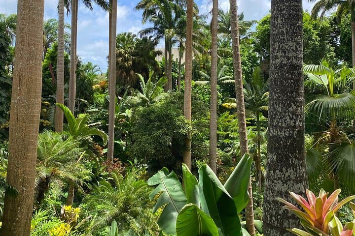Tram Through Limestone and Lush Gulley: Harrison's Cave & Hunte's Gardens, Barbados photo 4