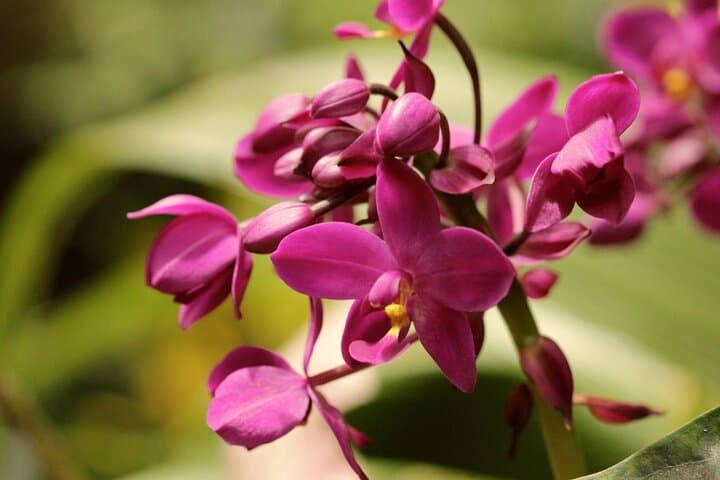 Tram Through Limestone and Lush Gulley: Harrison's Cave & Hunte's Gardens, Barbados photo 5