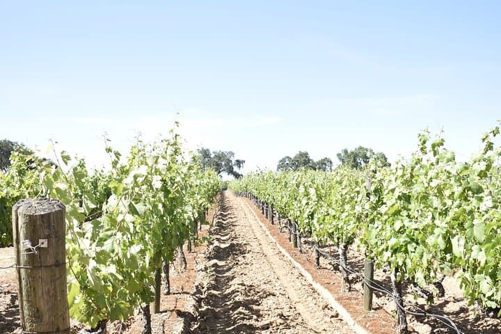 Private Lodi Wine Tasting Tours: Custom 1–14 Passenger Wine Country Day Trips photo 5