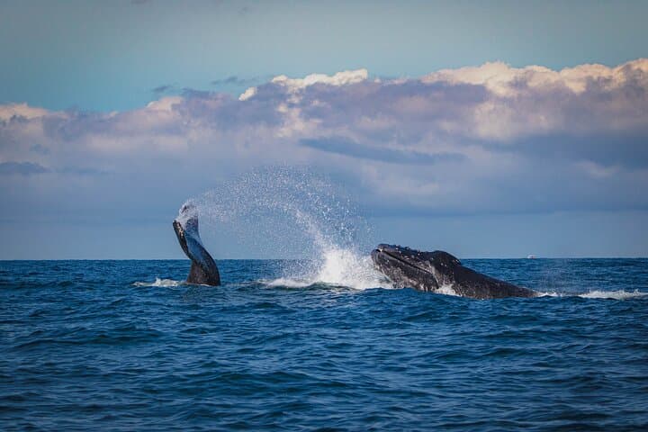 Private 5-Day Garden Route Transfer from Cape Town — Knysna, Tsitsikamma & Plettenberg Bay photo 4