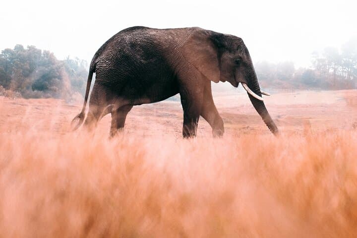 Private 5-Day Garden Route Transfer from Cape Town — Knysna, Tsitsikamma & Plettenberg Bay photo 6