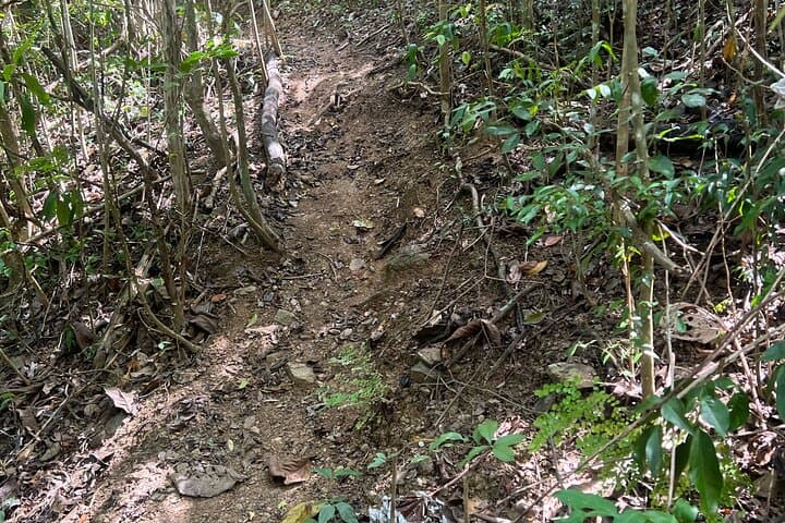 Mount Healthy National Park Hike — Ghuts, Bamboo Meadow & Sage Mountain Views photo 5
