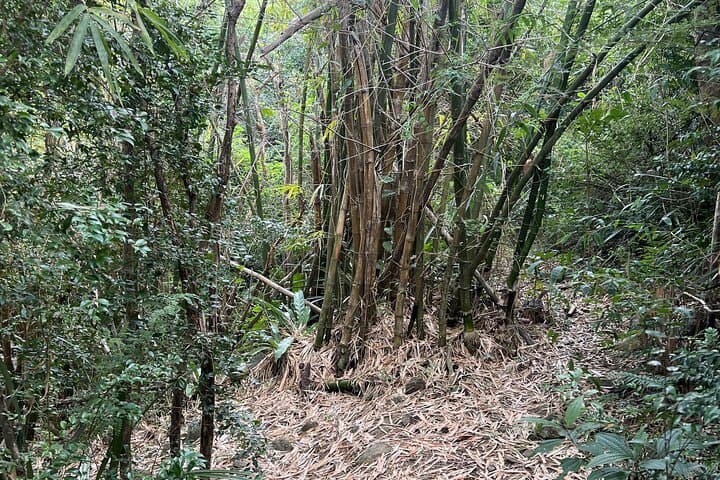 Mount Healthy National Park Hike — Ghuts, Bamboo Meadow & Sage Mountain Views photo 4