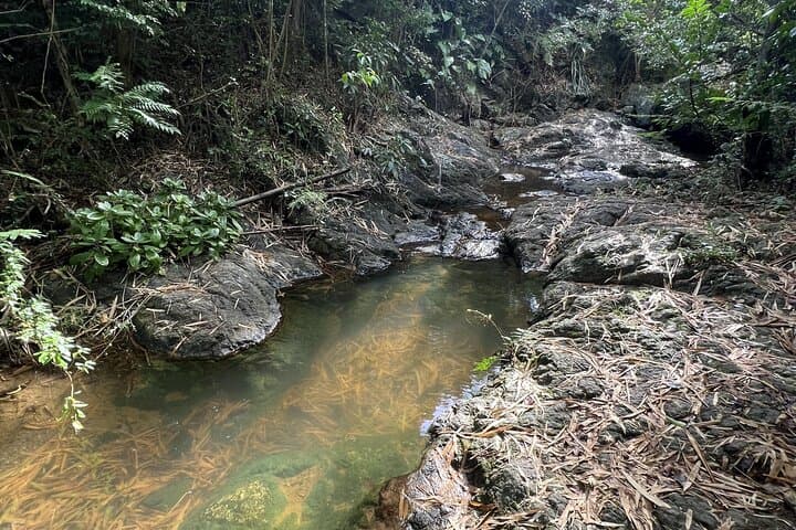 Mount Healthy National Park Hike — Ghuts, Bamboo Meadow & Sage Mountain Views photo 3