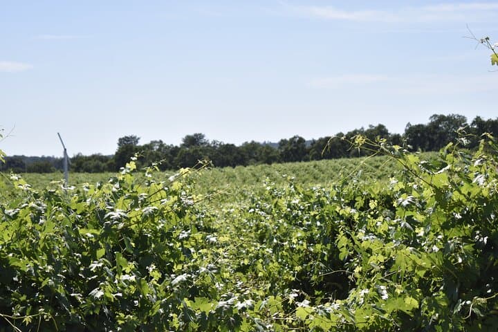 Private Lodi Wine Tasting Tours: Custom 1–14 Passenger Wine Country Day Trips