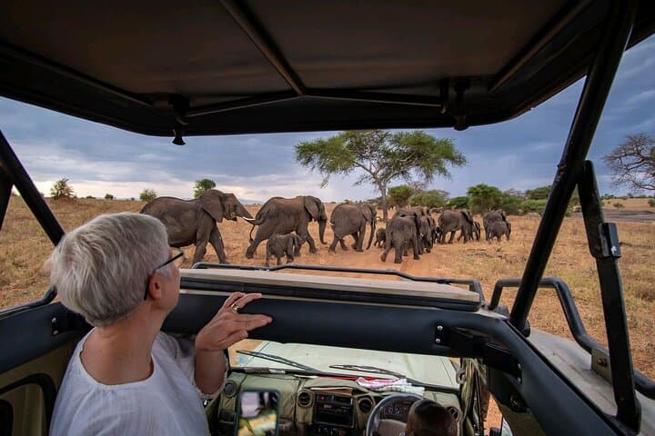 Spectacular Serengeti Migration Safari: 4-Day Guided Big-Game Experience photo 6