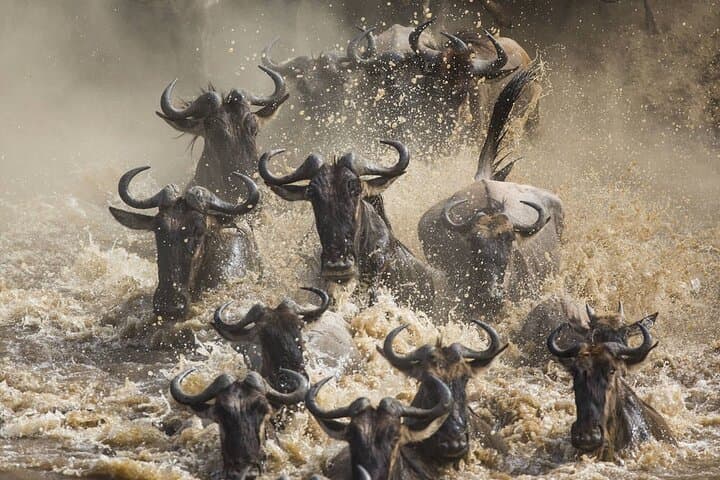 Spectacular Serengeti Migration Safari: 4-Day Guided Big-Game Experience photo 4