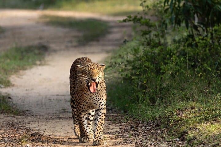Spectacular Serengeti Migration Safari: 4-Day Guided Big-Game Experience photo 5